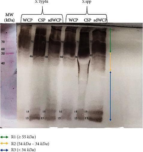 A diagnostic Western blot (WB) analysis image showing the immunoreactivity of antigens derived from Salmonella typhi and Salmonella spp. The image displays six experimental lanes representing three different protein extraction methods—Whole Cell Protein (WCP), Cell Surface Protein (CSP), and sodium deoxycholate-extracted WCP (sdWCP)—for each bacterial species. A molecular weight (MW) marker lane on the far left, stained with Ponceau S, shows reference bands from 40 kDa to 70 kDa. The WB profile is categorized into three vertical regions: R1 (≥ 55 kDa), R2 (54–34 kDa), and R3 (< 34 kDa). Prominent, high-intensity immunoreactive bands are observed in both species at approximately 70 kDa and 46 kDa, with a noticeable smear in the CSP lanes. Low molecular weight bands are consistently identified at 13 kDa and 15 kDa across all preparations. This visual provides comparative data on the antigenic profiles and antibody isotype reactivity against somatic and flagellar antigens, relevant for typhoid fever serodiagnosis research.