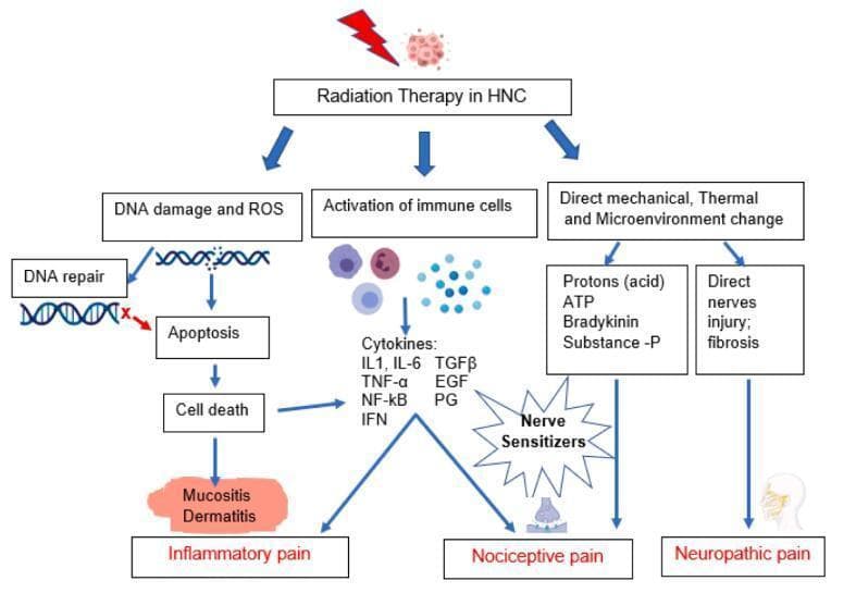 This pathophysiology diagram illustrates the biological mechanisms underlying radiotherapy-induced acute pain in Head and Neck Cancer (HNC). The flowchart categorizes pain into three primary types: Inflammatory, Nociceptive, and Neuropathic. The process begins with Radiation Therapy in HNC, branching into three initial pathways: 1) DNA damage and ROS production, which leads to failed DNA repair, apoptosis, cell death, and clinical manifestations like mucositis and dermatitis, resulting in inflammatory pain. 2) Activation of immune cells, leading to the release of inflammatory cytokines (e.g., IL1, IL-6, TNF-α, NF-κB, IFN, TGFβ, EGF, PG), which serve as nerve sensitizers triggering nociceptive pain. 3) Direct mechanical, thermal, and microenvironmental changes, including the release of protons (acid), ATP, bradykinin, and Substance-P, or direct nerve injury and fibrosis. These mechanical and chemical stimuli converge on nerve sensitizers to induce nociceptive pain, while direct nerve injury and chronic fibrosis specifically facilitate neuropathic pain. The diagram serves as an educational tool for oncology and pain management specialists to understand the multi-modal nature of radiation-induced toxicity.