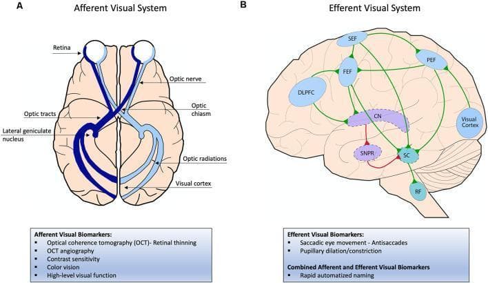 Educational diagram illustrating the neuroanatomy and functional pathways of the human visual system. Panel A depicts the Afferent Visual System in an axial brain view, showing the sensory pathway from the retina through the optic nerve, decussation at the optic chiasm, optic tracts, synapsing in the lateral geniculate nucleus (LGN) of the thalamus, and terminating in the primary visual cortex via optic radiations. Panel B illustrates the Efferent Visual System (oculomotor control) in a sagittal brain view, highlighting saccade generation. It shows excitatory connections (green) from the Frontal Eye Field (FEF), Parietal Eye Field (PEF), and Supplementary Eye Field (SEF) to the Superior Colliculus (SC) and Reticular Formation (RF). It also depicts the inhibitory indirect pathway (red) involving the Caudate Nucleus (CN) and Substantia Nigra Pars Reticulata (SNPR). Associated clinical biomarkers listed include optical coherence tomography (OCT) for the afferent system and antisaccades for the efferent system, relevant for neurodegenerative disease assessment.