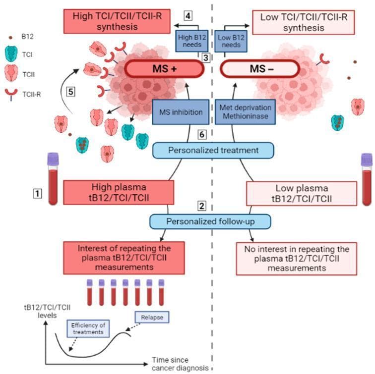 A medical flowchart and conceptual diagram detailing the relationship between cobalamin (B12) metabolic pathways and solid cancer management. The diagram is split into two comparative phenotypes: MS+ (high Methionine Synthase activity) and MS- (low activity). The MS+ phenotype is characterized by high B12 needs and high synthesis of transport proteins Transcobalamin I (TCI), II (TCII), and the TCII-receptor (TCII-R), leading to elevated plasma tB12/TCI/TCII levels. Clinical management for MS+ suggests MS inhibition and longitudinal personalized follow-up using serial plasma measurements to monitor treatment efficiency and relapse. Conversely, the MS- phenotype is associated with low B12 needs, low synthesis of transport proteins, and lower plasma levels, with personalized treatment focusing on methionine deprivation or methioninase. The diagram highlights the educational concept that plasma cobalamin markers serve as diagnostic and monitoring tools for metabolic singularities in cancer cells, specifically identifying which tumors are dependent on exogenous methionine versus endogenous synthesis.