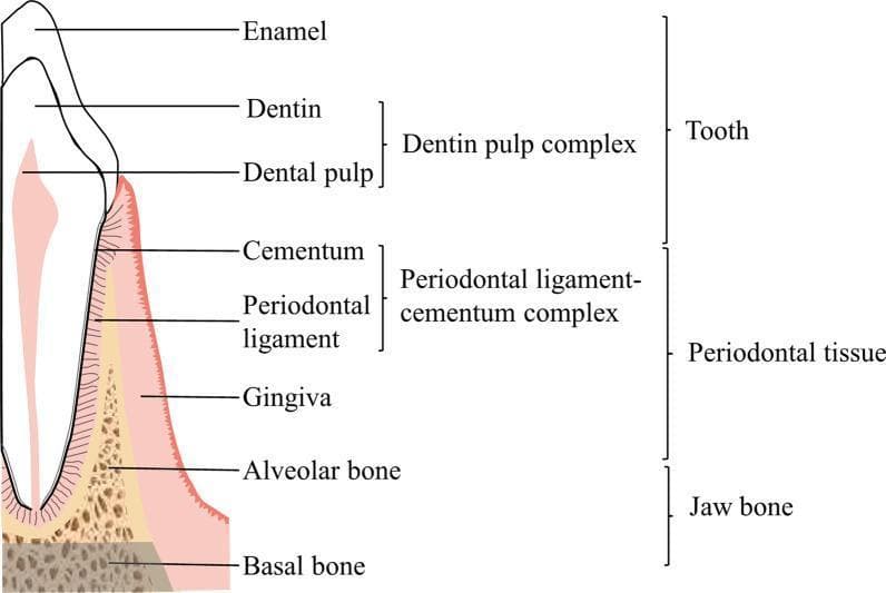 An anatomical diagram illustrating the structural composition of the human tooth and its surrounding supportive tissues within the jaw bone. The schematic is divided into three primary categories: Tooth, Periodontal Tissue, and Jaw Bone. The 'Tooth' section identifies the enamel, dentin, and dental pulp, noting that the latter two constitute the 'dentin pulp complex'. The 'Periodontal tissue' encompasses the gingiva, alveolar bone, and the 'periodontal ligament-cementum complex,' which consists of the cementum and the periodontal ligament fibers that anchor the tooth root. Finally, the 'Jaw bone' is differentiated into two layers: the porous alveolar bone, which immediately supports the tooth sockets, and the denser, underlying basal bone. This medical illustration serves as an educational tool for dental anatomy and periodontology, emphasizing the functional relationship between the hard tissues of the tooth and the supporting periodontal apparatus.