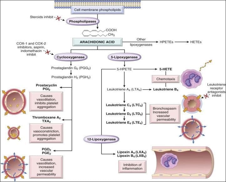 This pathophysiology diagram illustrates the arachidonic acid (AA) metabolic pathway and its role in the inflammatory response. The process begins with cell membrane phospholipids, which are converted into AA by phospholipases; this step is inhibited by steroids. AA then follows two primary enzymatic pathways: the Cyclooxygenase (COX) and Lipoxygenase (LOX) pathways. The COX pathway, inhibited by aspirin and NSAIDs, produces Prostaglandins G2 and H2, leading to Prostacyclin (PGI2, causing vasodilation and anti-aggregation), Thromboxane A2 (TXA2, causing vasoconstriction and aggregation), and PGD2/PGE2 (promoting vascular permeability). The LOX pathway includes 5-LOX, which produces Leukotriene B4 (mediating chemotaxis) and Leukotrienes C4, D4, and E4 (causing bronchospasm and increased vascular permeability), and 12-LOX, which produces Lipoxins A4 and B4 for the inhibition of inflammation. Visual icons include blood vessels and airway cross-sections to demonstrate physiological effects like vasodilation, vasoconstriction, and bronchoconstriction. The diagram serves as a key educational tool for understanding eicosanoid pharmacology and inflammation.