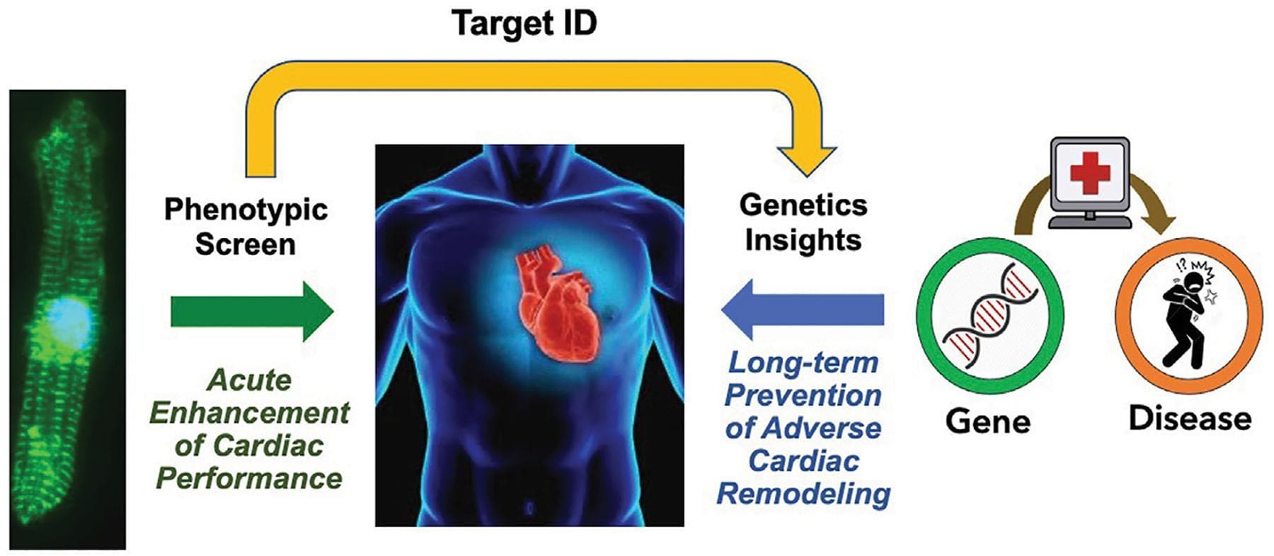 This pathophysiology and drug discovery diagram illustrates a conceptual framework for bridging the 'therapeutic divide' in heart failure treatment. The flowchart progresses from left to right, starting with a fluorescence microscopy image of a cardiomyocyte, representing a 'Phenotypic Screen.' A green arrow labeled 'Acute Enhancement of Cardiac Performance' points toward a blue anatomical rendering of a human torso with a highlighted red heart. A yellow overhead arc labeled 'Target ID' connects the phenotypic screen to a 'Genetics Insights' section. This section features a green 'Gene' icon containing a DNA double helix. A blue arrow directed back toward the heart represents the 'Long-term Prevention of Adverse Cardiac Remodeling.' On the far right, a brown arc connects the genetic data to a 'Disease' icon, depicting a human figure in distress, signifying the clinical phenotype. The diagram summarizes a translational approach that combines acute functional screening with genomic validation to identify therapeutics that provide both immediate hemodynamic benefits and favorable long-term cardiac remodeling outcomes.