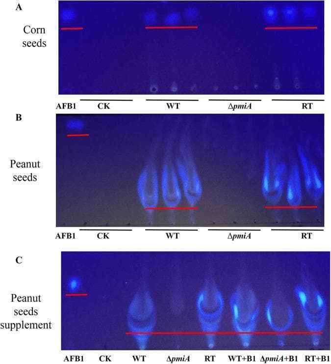 Thin-layer chromatography (TLC) analysis images depicting the detection of aflatoxin B1 (AFB1) in agricultural samples infected with Aspergillus flavus. The visualization utilizes ultraviolet fluorescence to identify the presence of fungal mycotoxins. Panel A shows AFB1 levels in corn seeds, where wild-type (WT) and reverse transcriptase (RT) strains exhibit clear fluorescent bands aligning with the AFB1 standard, while the phosphomannose isomerase mutant (ΔpmiA) and chloroform control (CK) show no detectable toxin. Panel B illustrates the same analysis in peanut seeds, demonstrating significantly higher fluorescence and migration smearing in WT and RT groups compared to ΔpmiA. Panel C shows the 'peanut seeds supplement' experiment, where AFB1 standard was added to samples to verify if peanut oil matrix effects interfere with migration. The results indicate that while lipid interference causes downward smearing, the toxin remains detectable in supplemented mutant and control lanes. This biochemical assay demonstrates the critical role of the pmiA gene in A. flavus pathogenicity and mycotoxin biosynthesis during crop infection.