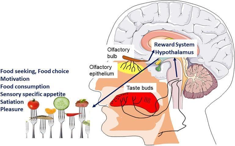 A medical anatomical diagram illustrating the neurobiological pathways of food perception and the hedonic sensory signal. The illustration uses a sagittal view of the human head and brain to trace olfactory and gustatory inputs. The olfactory pathway is shown starting at the olfactory epithelium in the nasal cavity, projecting to the olfactory bulb. The gustatory pathway is depicted via taste buds on the tongue. Both chemosensory signals converge and project toward integrated central brain regions labeled as the Reward System and Hypothalamus. The diagram connects visual food stimuli (shown on forks) to complex physiological and psychological outcomes including food seeking, motivation, food consumption, sensory-specific appetite, satiation, and pleasure. This flowchart-style diagram serves as an educational tool for understanding the integration of sensory inputs into the homeostatic and hedonic control of feeding behavior.