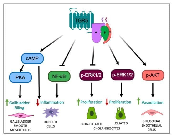 This pathophysiology diagram illustrates the TGR5-mediated cell signaling pathways across various hepatic and biliary cell types. At the top, the G protein-coupled receptor TGR5 is shown coupled with alpha, beta, and gamma subunits. Downstream signaling pathways are categorized by cell type: 1) In gallbladder smooth muscle cells, TGR5 activation increases cAMP and PKA levels, leading to increased gallbladder filling. 2) In Kupffer cells, the pathway increases cAMP but inhibits NF-kB, resulting in decreased hepatic inflammation. 3) In non-ciliated cholangiocytes, TGR5 inhibits p-ERK1/2 to stimulate cell proliferation, whereas in ciliated cholangiocytes, TGR5 activation promotes p-ERK1/2 to inhibit proliferation. 4) In liver sinusoidal endothelial cells, TGR5 activation increases p-AKT, resulting in enhanced vasodilation. The diagram utilizes standard symbols such as green upward arrows for activation/increase and red downward arrows for inhibition/decrease, providing a comprehensive overview of the pleiotropic effects of TGR5 signaling in liver physiology and pathophysiology.
