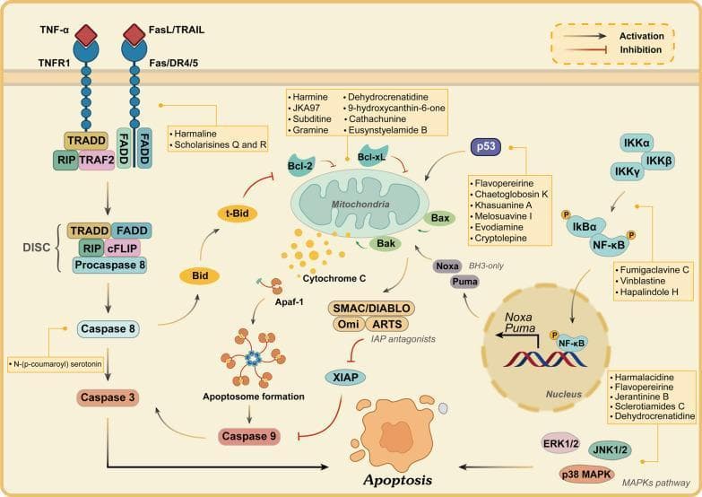 A comprehensive pathophysiology diagram illustrating the extrinsic and intrinsic apoptosis signaling pathways within a cell, specifically in the context of cancer research. The extrinsic pathway is shown on the left, initiated by TNF-α and FasL/TRAIL binding to TNFR1 and Fas/DR4/5 receptors, leading to DISC assembly (FADD, TRADD, RIP) and Caspase-8/3 activation. The intrinsic pathway centers on mitochondrial dysfunction, regulated by the Bcl-2 family (Bcl-2, Bcl-xL, Bax, Bak). It depicts the release of Cytochrome C to form the apoptosome with Apaf-1, activating Caspase-9. The diagram highlights cross-talk via t-Bid and the role of IAP antagonists (SMAC/DIABLO, Omi, ARTS) in counteracting XIAP. Additionally, the diagram integrates nuclear signaling through NF-κB and MAPK (ERK, JNK, p38) pathways. Yellow boxes annotate various indole alkaloids (e.g., Vinblastine, Harmine, Evodiamine) and their specific molecular targets within these cascades, demonstrating their pharmacological potential to induce apoptosis in tumor cells.