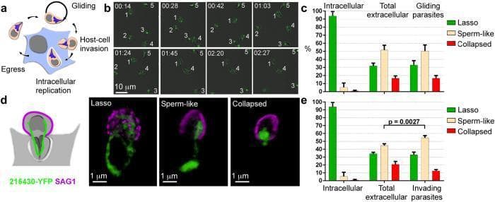 Educational panel illustrating the mitochondrial morphology and lytic cycle stages of the protozoan parasite Toxoplasma gondii. Panel (a) shows a pathophysiological diagram of the lytic cycle: intracellular replication, host-cell egress, gliding motility, and host-cell invasion. Panel (b) presents time-lapse fluorescence microscopy snapshots of gliding tachyzoites (labeled 1-5), tracking mitochondrial movement and shape changes over a 2:27 minute interval. Panel (d) displays high-resolution fluorescence images of invading parasites using two markers: TGME49_215430 (YFP, green) for the mitochondrial periphery and SAG1 (magenta) for the parasite surface. It visualizes three distinct mitochondrial phenotypes: 'Lasso' (circular/peripheral), 'Sperm-like' (rounded body with a tail-like extension), and 'Collapsed' (compact/contracted). Panels (c) and (e) are comparison bar charts showing the percentage distribution of these three morphologies across different physiological states: intracellular, total extracellular population, gliding parasites, and invading parasites. The data highlights that the lasso shape predominates in intracellular stages, while sperm-like and collapsed forms emerge significantly in extracellular and invading stages (p = 0.0027).