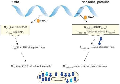 A pathophysiology diagram illustrating the synthesis pathways for ribosomal RNA (rRNA) and ribosomal proteins within a bacterial cell context. The diagram is split into two parallel flows originating from a double-stranded DNA helix. The left side depicts rRNA synthesis, showing RNA Polymerase (RNAP) interacting with 'rrn' operons to produce pre-16S rRNA and 16S rRNA. This process is quantified by the 16S rRNA elongation rate (ε_rrs) and the specific 16S rRNA synthesis rate (ω_rrs). The right side shows ribosomal protein synthesis, where RNAP transcribes 'rpsL' and 'rplL' genes into mRNA, followed by translation by ribosomes. This flow is quantified by the protein elongation rate (ε_aa) and the specific protein synthesis rate (ω_p). At the bottom, a schematic of a bacterium contains dark and light blue clusters representing mature and newly synthesized ribosomes, respectively. The diagram serves as an educational tool for understanding the rate-limiting steps in ribosome biogenesis and the coupling of transcription and translation in prokaryotic molecular biology.
