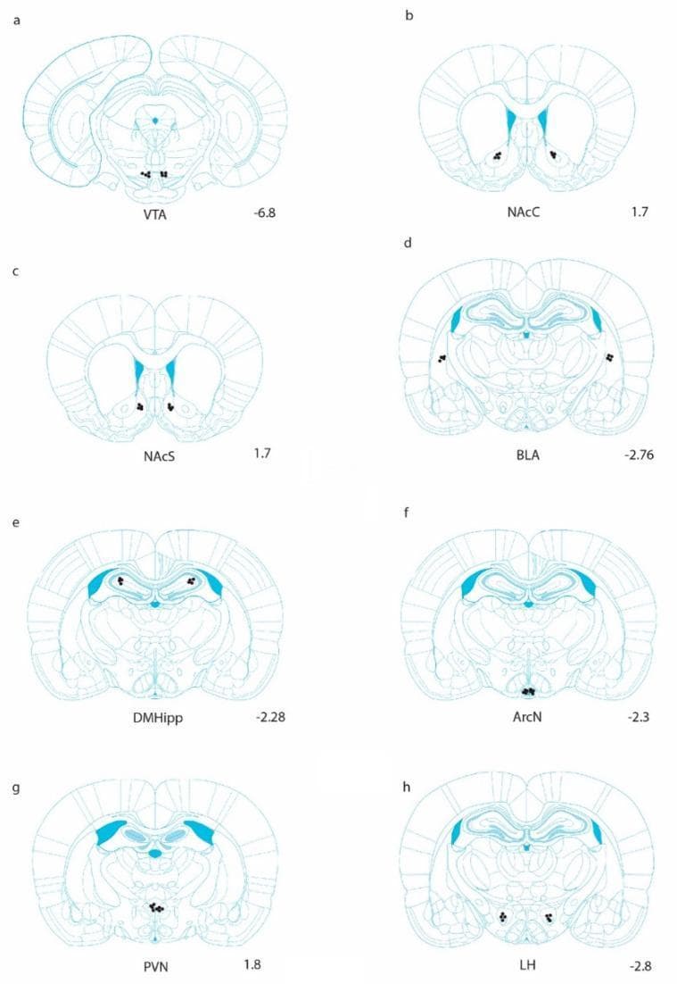Anatomical diagram consisting of eight coronal rat brain schematics (a-h) illustrating stereotaxic injection sites across multiple neuroanatomical regions. Each panel represents a specific anterior-posterior coordinate relative to Bregma. Targeted regions are highlighted with blue shading and contain black dots indicating verified cannula or injection placements. (a) Ventral Tegmental Area (VTA) at -6.8; (b) Nucleus Accumbens Core (NAcC) at 1.7; (c) Nucleus Accumbens Shell (NAcS) at 1.7; (d) Basolateral Amygdala (BLA) at -2.76; (e) Dorsomedial Hippocampus (DMHipp) at -2.28; (f) Arcuate Nucleus (ArcN) at -2.3; (g) Paraventricular Nucleus (PVN) at 1.8; and (h) Lateral Hypothalamus (LH) at -2.8. The diagram demonstrates the precise anatomical localization used in preclinical research to study the effects of pharmacological agents, such as Exendin-4, on behavioral outcomes like alcohol consumption and reward-seeking. The bilateral distribution of dots across the schematics confirms consistent targeting within the limbic and hypothalamic reward circuitry.