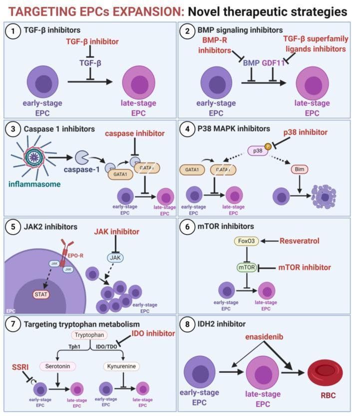 A pathophysiology diagram illustrating eight novel therapeutic strategies to target erythroid progenitor cell (EPC) expansion and promote differentiation in the context of cancer-induced dysregulated erythropoiesis. The diagram is divided into eight panels showing how specific inhibitors overcome maturation arrest: (1) TGF-̢ inhibitors and (2) BMP/GDF11 signaling inhibitors blocking inhibitory growth factors; (3) Caspase-1 inhibitors preventing inflammasome-mediated GATA1 cleavage; (4) P38 MAPK inhibitors reducing apoptosis and Bim expression; (5) JAK2 inhibitors decreasing EPO-induced EPC proliferation; (6) mTOR inhibitors and FoxO3 inducers (e.g., Resveratrol) promoting maturation; (7) Tryptophan metabolism modulation via SSRIs or IDO inhibitors; and (8) IDH2 inhibitors (Enasidenib) driving terminal differentiation into red blood cells (RBCs). Visually, early-stage EPCs are depicted as small, dark purple cells, while late-stage EPCs appear larger with varied cytoplasmic saturation, eventually maturing into enucleated red erythrocytes in the final pathway. This educational resource outlines molecular targets for reversing the immunosuppressive effects of EPC expansion in oncology.