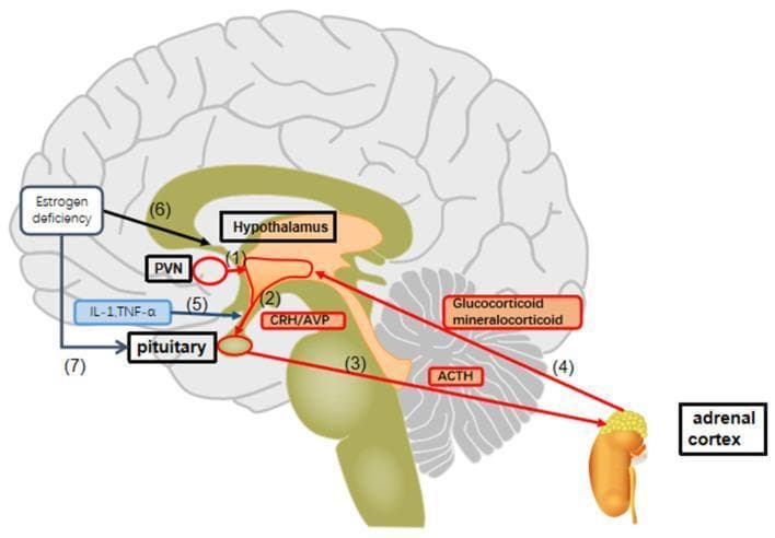 This pathophysiology diagram illustrates the Hypothalamic-Pituitary-Adrenal (HPA) axis and its modulation by estrogen deficiency and inflammatory cytokines. The visual content is organized into a sagittal cross-section of the human brain linked to the peripheral adrenal cortex. Key anatomical structures include the hypothalamus (specifically the paraventricular nucleus, PVN), the pituitary gland, and the adrenal gland. The hormonal cascade is shown via numbered red arrows: (1) and (2) release of CRH and AVP from the hypothalamus acting on the pituitary; (3) pituitary secretion of ACTH stimulating the adrenal cortex; and (4) subsequent release of glucocorticoids and mineralocorticoids which provide negative feedback to the brain. Modulatory pathways are represented by black and blue arrows: (6) and (7) depict how estrogen deficiency impacts the hypothalamus and pituitary, leading to HPA axis overactivation; (5) indicates the inhibitory influence of inflammatory cytokines IL-1 and TNF-alpha. This diagram serves as an educational tool for understanding neuroendocrine regulation and the impact of menopause-related hormonal changes on stress response systems.