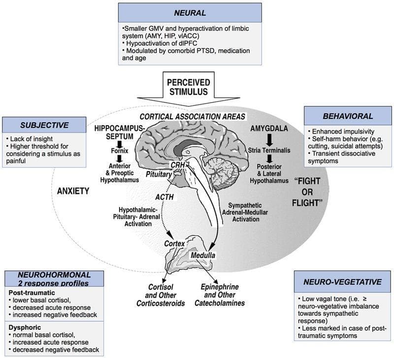 This pathophysiology diagram illustrates the complex stress response pathways in individuals with Borderline Personality Disorder (BPD), organized into subjective, behavioral, neural, neuro-vegetative, and neuro-hormonal domains. The central anatomical illustration is a sagittal view of the human brain highlighting the limbic system, hypothalamus, and pituitary gland, connected to the adrenal gland (cortex and medulla). The pathway initiates with a 'Perceived Stimulus' impacting cortical association areas. Neural findings described include hyperactivation of the amygdala, hippocampus, and ventrolateral anterior cingulate cortex (vlACC) alongside hypoactivation of the dorsolateral prefrontal cortex (dlPFC). Two neurohormonal profiles are outlined: 'Post-traumatic' (characterized by lower basal cortisol and increased negative feedback) and 'Dysphoric' (normal basal cortisol and increased acute response). The diagram shows the dual activation of the Hypothalamic-Pituitary-Adrenal (HPA) axis releasing Cortisol, and the Sympathetic-Adrenal-Medullar axis releasing Epinephrine. Behavioral markers such as impulsivity and self-harm, and neuro-vegetative signs like low vagal tone, are integrated to show the comprehensive clinical manifestation of the 'Fight or Flight' response in BPD.