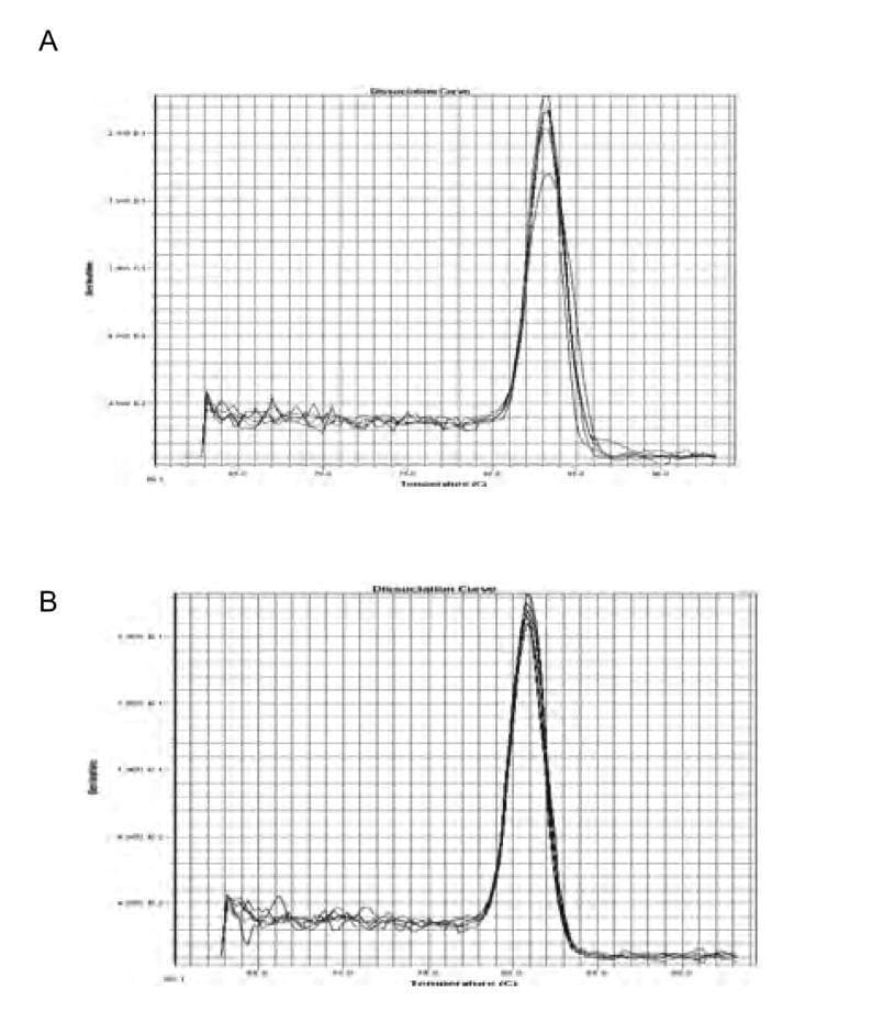 Two diagnostic plots (A and B) representing real-time quantitative PCR (qPCR) melting or dissociation curves for VEGF-C and EGFR genes. Each plot shows the negative derivative of fluorescence over temperature (-dF/dT vs. Temperature in degrees Celsius). In panel A (VEGF-C), multiple curves overlap to show a single distinct, narrow peak approximately at 84.5°C, indicating a high specificity of the PCR product with consistent melting behavior across samples. Panel B (EGFR) displays a similar narrow, unimodal distribution with a single peak at approximately 83-84°C, confirming the absence of non-specific amplification or primer dimers. This visual information is used to validate the quality of gene expression analysis in the context of lung cancer research, assessing mRNA levels in tumor and lymph node tissues compared to benign lung diseases. The narrow width and single peak of the curves serve as a quality control measure for the primer design and amplification efficiency of these specific oncological markers.