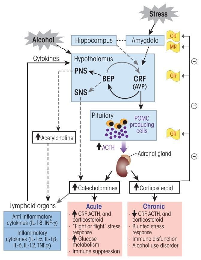 This pathophysiology diagram illustrates the hypothalamic-pituitary-adrenal (HPA) axis signaling pathway and its modulation by stress and alcohol exposure. The pathway begins with stress and alcohol stimulating the hypothalamus, hippocampus, and amygdala. The hypothalamus releases Corticotropin-Releasing Factor (CRF) and Arginine Vasopressin (AVP), which act on POMC-producing cells in the anterior pituitary to secrete Adrenocorticotropic Hormone (ACTH). ACTH stimulates the adrenal gland to release corticosteroids and catecholamines. Beta-endorphin (BEP) release from the arcuate nucleus is shown modulating the peripheral (PNS) and sympathetic nervous systems (SNS). A negative feedback loop is depicted where corticosteroids bind to glucocorticoid (GR) and mineralocorticoid receptors (MR) in the pituitary and brain. The diagram contrasts acute alcohol exposure, which leads to HPA activation (increased CRF, ACTH, and corticosteroids), 'fight or flight' responses, and immune suppression, with chronic alcohol exposure, which results in a blunted HPA response, immune dysfunction, and increased pro-inflammatory cytokines (IL-6, TNFα). It highlights the bidirectional interaction between the HPA axis and lymphoid organs through cytokine and acetylcholine signaling.