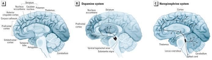 A three-panel anatomical diagram illustrating the neuroanatomy and neurotransmitter pathways implicated in Attention Deficit Hyperactivity Disorder (ADHD) using medial views of a hemisected human brain. Panel A labels key anatomical structures: the prefrontal cortex, orbitofrontal cortex, anterior cingulate cortex, corpus callosum, striatum (including nucleus accumbens, caudate nucleus, and putamen), thalamus, temporal lobe, amygdala, and cerebellum. Panel B details the dopamine system, mapping projections from the ventral tegmental area (VTA) to the prefrontal cortex and nucleus accumbens, and from the substantia nigra to the striatum. Panel C illustrates the norepinephrine system, showing projections originating in the locus coeruleus of the brainstem and extending to the cortex, thalamus, cerebellum, and spinal cord. This set of illustrations serves as a pathophysiological model for understanding how altered volumes and functional connectivity in these catecholaminergic circuits contribute to ADHD symptoms.