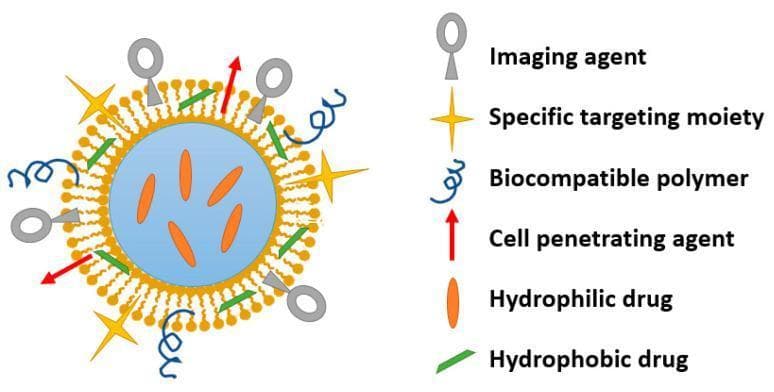 A medical schematic diagram illustrating the structural architecture of a multifunctional nanoparticle designed for targeted drug delivery. The cross-sectional view shows an aqueous core containing orange capsule-shaped hydrophilic drugs, encapsulated by a yellow phospholipid bilayer. This lipid layer hosts green wedge-shaped hydrophobic drugs within its hydrophobic tail region. The nanoparticle's surface is functionalized with multiple bioactive ligands, as defined by the accompanying legend: gray key-shaped imaging agents for diagnostic tracking, yellow starburst-shaped specific targeting moieties for site-directed delivery, blue coiled biocompatible polymers (such as PEG) to enhance stability and circulation time, and red arrows representing cell-penetrating agents to facilitate intracellular uptake. This illustration demonstrates a nanocarrier system capable of co-delivering diverse therapeutic agents while simultaneously providing diagnostic imaging and cellular targeting capabilities, particularly relevant in pharmacological research for treating protected anatomical regions like the inner ear.