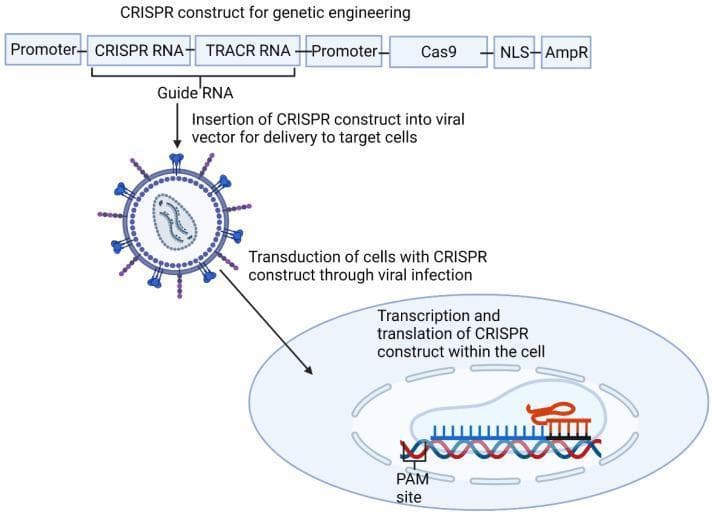 This pathophysiology diagram illustrates the process of genetic engineering using the Type II CRISPR-Cas9 system. The top section displays a linear CRISPR construct containing, from left to right: a Promoter, CRISPR RNA and TRACR RNA (collectively labeled as Guide RNA), a second Promoter, the Cas9 nuclease gene, a Nuclear Localization Signal (NLS), and an Ampicillin Resistance (AmpR) marker. The diagram follows the workflow of inserting this construct into a viral vector, which is depicted as a spherical particle with surface proteins. The central section shows the transduction phase, where the viral vector infects a target cell to deliver the genetic material. The final section demonstrates the intracellular outcome: transcription and translation of the construct followed by the localized action of the CRISPR-Cas9 complex on the host genome. A specific interaction is highlighted where the complex identifies a Protospacer Adjacent Motif (PAM) site to facilitate precise DNA cleavage. This educational resource is designed to teach mechanisms of gene therapy, viral delivery systems, and precision molecular biology.