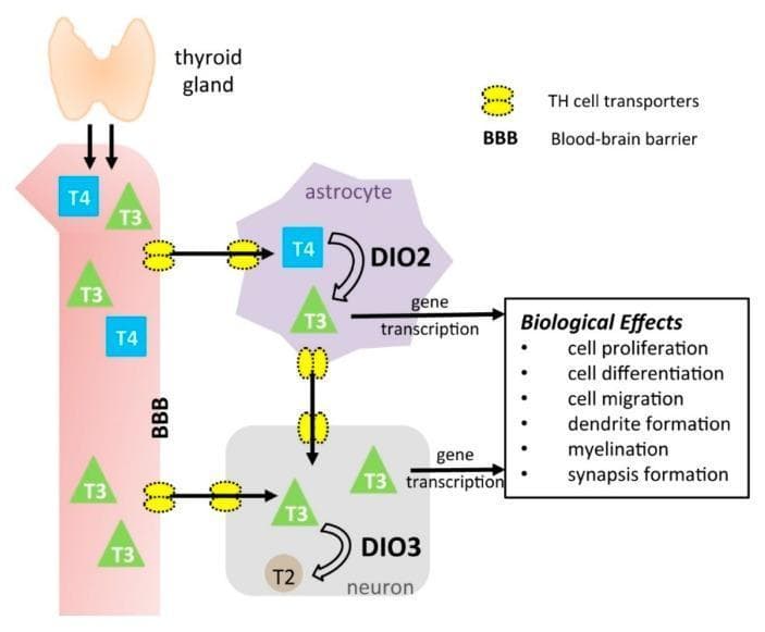 This pathophysiology diagram illustrates the transport and metabolic pathways of thyroid hormones (TH) within the central nervous system. The process begins with the thyroid gland releasing thyroxine (T4) and triiodothyronine (T3) into the systemic circulation. TH cell transporters (yellow structures) facilitate the passage of T4 and T3 across the blood-brain barrier (BBB) and into astrocytes and neurons. Within the astrocyte, T4 is converted to active T3 by the enzyme type 2 deiodinase (DIO2). T3 from the astrocyte can then be transported to neurons. In the neuron, type 3 deiodinase (DIO3) inactivates T3 by converting it to diiodothyronine (T2). In both cell types, T3 triggers gene transcription, leading to critical neurodevelopmental and biological effects: cell proliferation, cell differentiation, cell migration, dendrite formation, myelination, and synapse formation. The diagram highlights the localized regulation of TH action in the brain through specific transporters and deiodinase enzymes, emphasizing their roles in neural development and homeostasis.