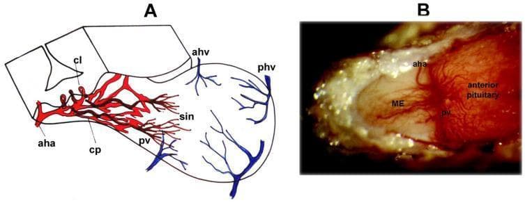This composite image illustrates the anatomy and physiology of the hypophyseal portal system, which facilitates neurohumoral regulation of the anterior pituitary. Panel A is a schematic three-dimensional diagram showing the blood supply to the median eminence (ME) and anterior pituitary. It delineates the anterior hypophyseal artery (aha) branching into a primary capillary plexus (cp) with capillary loops (cl). These transition into portal veins (pv) that drain into the sinusoids (sin) of the anterior pituitary, with venous drainage via the anterior (ahv) and posterior (phv) hypophyseal veins. Panel B is a high-power clinical photograph taken through a dissecting microscope of an anesthetized rat model. It provides a real-world visualization of the hypophyseal portal vessels on the pituitary stalk surface. The portal vessels (pv) can be seen fanning out from the ME toward the anterior pituitary gland. The tuberoinfundibular artery (aha) is visible arching across the stalk-pituitary junction. This material serves as an educational resource for understanding the hypothalamic-hypophyseal portal system and the vascular pathways for neurosecretory transport.