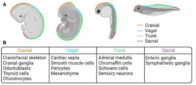 This educational infographic illustrates the comparative embryology and physiological derivatives of the neural crest (NC). Panel A features anatomical diagrams of four animal models—human, mouse, zebrafish, and frog—during various stages of embryogenesis. Color-coded lines map the longitudinal distribution of specific NC populations: Cranial (orange), Vagal (light blue), Trunk (green), and Sacral (purple). Panel B provides a structured comparison chart detailing the differentiated adult tissue derivatives of each population. The Cranial NC is linked to the craniofacial skeleton, cranial ganglia, odontoblasts, thyroid cells, and chondrocytes. The Vagal NC contributes to cardiac septa, smooth muscle cells, pericytes, and mesenchyme. The Trunk NC gives rise to the adrenal medulla, chromaffin cells, Schwann cells, and sensory neurons. The Sacral NC develops into enteric and sympathetic ganglia. This visual serves as a summary of developmental biology, emphasizing the evolutionary conservation of neural crest migration and its diverse contributions to vertebrate anatomy across species.