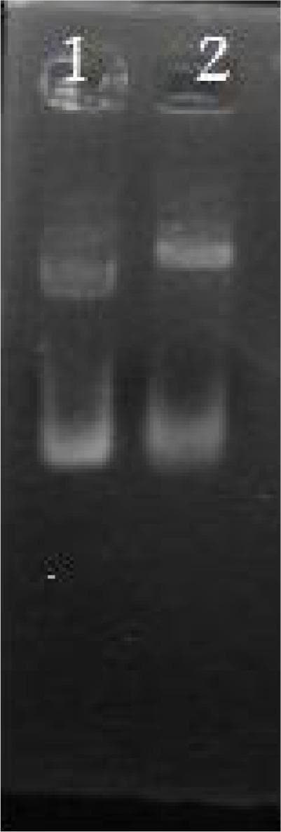 Diagnostic Image: This is an agarose gel electrophoresis image showing restriction analysis of plasmids, specifically related to the molecular cloning of recombinant SAG3 for medical research. The gel contains two numbered lanes. Lane 1 displays the migration pattern of undigested pGEMEX-1 plasmid, showing at least two distinct bright bands representing different DNA conformations (such as supercoiled and circular forms). Lane 2 shows the restriction digestion of recombinant pGEMEX43 using the PstI enzyme. A noticeable shift in band migration is visible compared to lane 1, indicating successful digestion at the PstI restriction site within the P43 gene. This diagnostic visual demonstrates the molecular biology techniques used to verify the construction of recombinant plasmids intended for the expression of proteins used in human immunological assays, such as Western blot or dot blot for infectious disease diagnostics. The image illustrates concepts of genetic engineering, restriction mapping, and plasmid vector analysis.