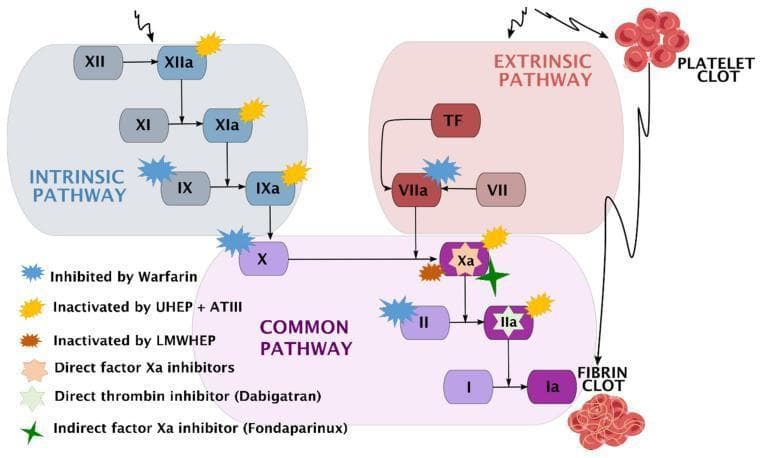A comprehensive pathophysiology diagram illustrating the human coagulation cascade and the specific pharmacodynamic sites of action for various anticoagulants. The diagram is divided into three functional zones: the Intrinsic Pathway (blue), starting with Factor XII; the Extrinsic Pathway (red), initiated by Tissue Factor (TF) and Factor VII; and the Common Pathway (purple), where the pathways converge at Factor X. The cascade terminates in the conversion of Fibrinogen (I) to Fibrin (Ia), forming a fibrin clot. A secondary visual element depicts a platelet clot associated with the extrinsic pathway. Key clinical pharmacotherapeutic targets are marked with color-coded symbols: Warfarin inhibits Factors IX, VII, X, and II; Unfractionated Heparin (UHEP) + Antithrombin III (ATIII) inactivates Factors XIIa, XIa, IXa, Xa, and IIa; Low-Molecular-Weight Heparin (LMWHEP) and Fondaparinux target Factor Xa; Direct Factor Xa inhibitors act on Factor Xa; and Dabigatran acts as a direct thrombin inhibitor (Factor IIa). This schematic is designed for medical education regarding hemostasis and thromboprophylaxis.