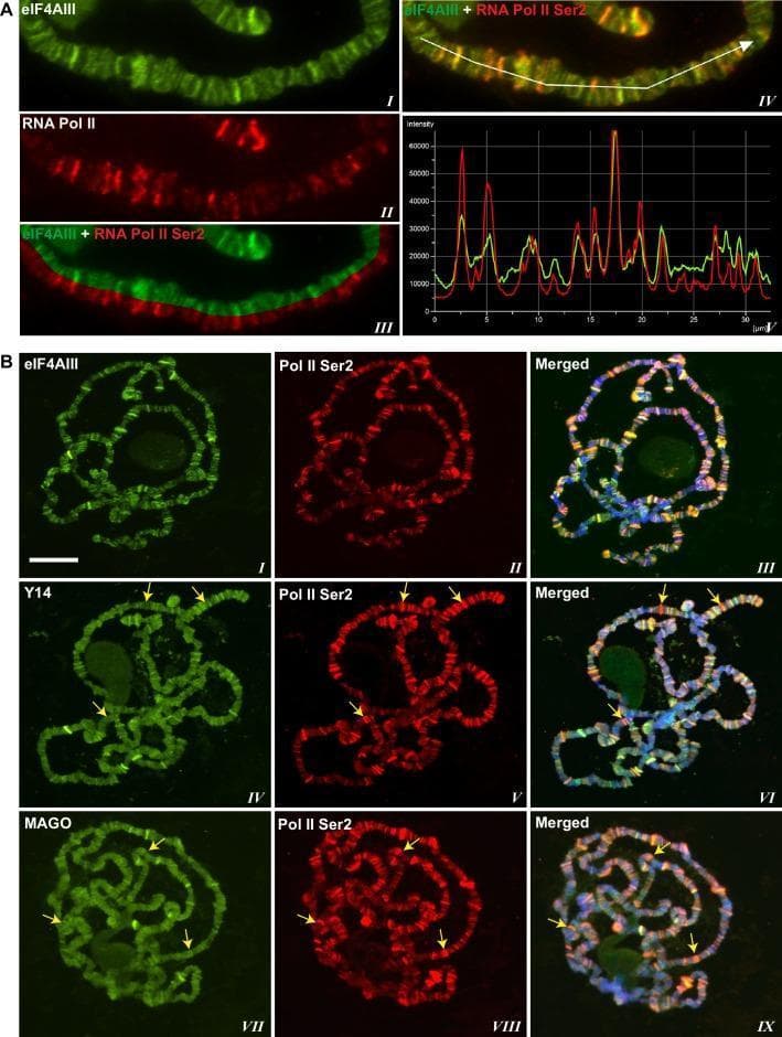 This figure contains fluorescence microscopy images and line-scan plots demonstrating the co-localization of Exon Junction Complex (EJC) proteins with active RNA polymerase II on Drosophila polytene chromosomes. Panel A shows a magnified chromosome segment using double immunostaining for eIF4AIII (green) and Pol II Ser2 (red), a marker for transcription elongation. A linear intensity profile (V) generated from a line scan (IV) confirms overlapping peaks, indicating spatial co-localization at transcriptionally active interbands. Panel B presents whole-chromosome spreads for three EJC components: eIF4AIII, Y14, and MAGO (green) compared with RNA Pol II Ser2 (red). While eIF4AIII shows high concordance with Pol II Ser2 sites, yellow arrows in the middle and bottom rows highlight specific transcription sites where Pol II Ser2 is present but Y14 and MAGO signals are absent or significantly weaker. The scale bar represents 20 µm. These visuals illustrate the differential recruitment and association patterns of EJC core proteins at active transcriptional sites within a eukaryotic nucleus.