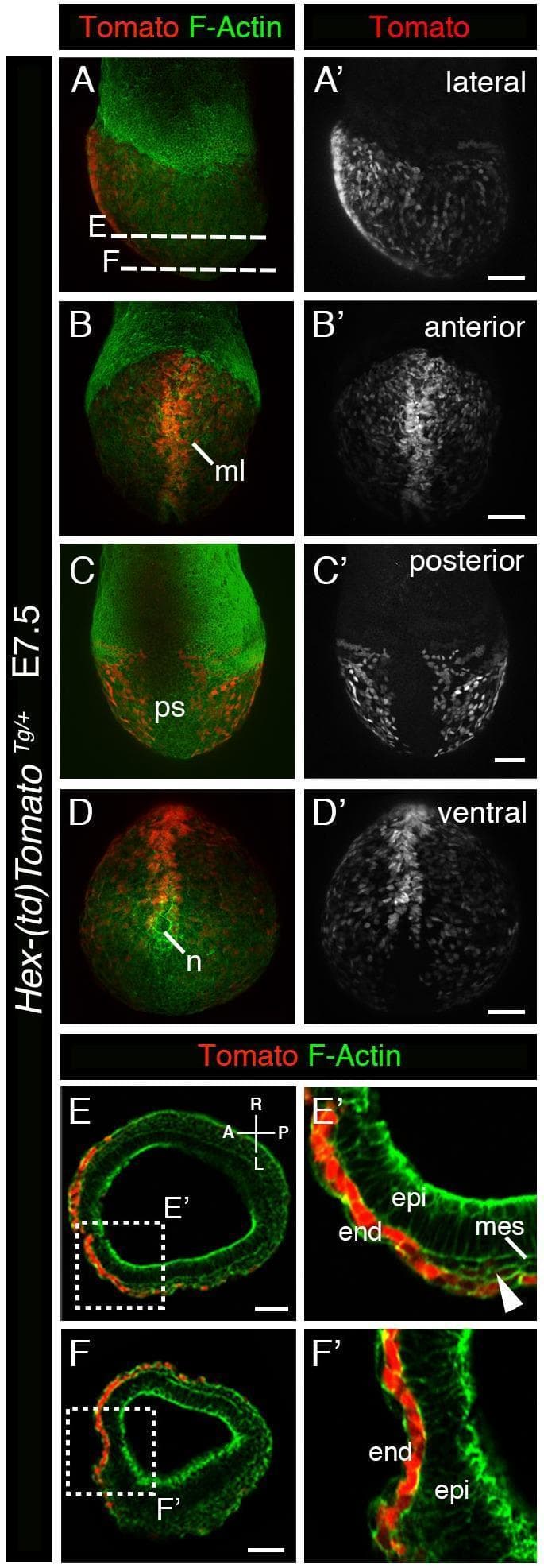 This diagnostic image set showcases laser scanning confocal microscopy of a mouse embryo at the mid-gastrulation stage (E7.5), utilizing a Hex-tdTomato reporter to track endoderm development. Panels A-D′ present whole-mount 3D renderings from lateral, anterior, posterior, and ventral perspectives. The Hex-tdTomato signal (red/white) is prominently localized to the midline (ml), the primitive streak (ps) region, and surrounding the node (n), while F-Actin (green) provides a general structural outline of the embryonic tissues. Panels E-F′ show transverse histological sections and high-magnification inserts (E′, F′) demonstrating the spatial relationship between the three primary germ layers. The Tomato reporter is specifically expressed within the outer endoderm (end) layer, including the definitive endoderm (arrowhead). The interior epiblast (epi) and developing mesoderm (mes) layers are largely devoid of the reporter signal. This visual resource is critical for understanding vertebrate embryology, specifically the genetic regulation of endodermal lineage specification and morphogenetic movements during gastrulation.