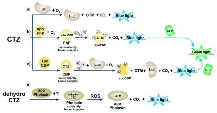 A pathophysiology diagram illustrating four biochemical pathways (a-d) for coelenterazine (CTZ)-dependent bioluminescence, commonly used as reporters in biomedical research. (a) Classic luciferase (Luc) pathway: CTZ reacts with O2 and Luc to produce coelenteramide (CTM), CO2, and blue light. (b) Photoprotein (PhP) pathway: apophotoprotein (apoPhP) and O2 form a stable 2-hydroperoxycoelenterazine complex (PhP), which triggers upon binding Calcium (Ca2+) to release CTM, CO2, and blue light. (c) Coelenterazine-binding protein (CBP) pathway: CTZ binds to apoCBP; in the presence of Ca2+ and Luc, it undergoes oxidation to yield light. (d) ROS-sensitive pathway: apo-Pholasin and dehydro-CTZ form a complex that reacts with Reactive Oxygen Species (ROS) to produce blue light. The diagram also indicates that blue light emission can interact with Green Fluorescent Protein (GFP) via Bioluminescence Resonance Energy Transfer (BRET) to produce green light. These systems serve as essential tools in molecular imaging for monitoring intracellular calcium, gene expression, and protein-protein interactions.