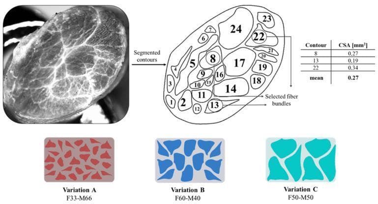 This composite educational illustration demonstrates the bio-inspired design of a Tendon-Mimic (TM) pattern based on equine superficial digital flexor tendon (SDFT) anatomy. The image is divided into three sections: 1) A cross-sectional grayscale stereo-micrograph of a tendon specimen showing the internal hierarchical arrangement of fascicles. 2) A diagnostic line diagram illustrating the segmentation of the specimen into 24 distinct fascicle contours. A corresponding data table provides the cross-sectional area (CSA) in mm² for selected fiber bundles (contours 8, 13, and 22), noting a mean CSA of 0.27 mm². 3) Three colored schematics (Variations A, B, and C) showing different biomimetic fiber-to-matrix ratios for 3D printing applications: F33-M66 (red), F60-M40 (dark blue), and F50-M50 (cyan). The figure illustrates the translation of biological morphology into quantitative parameters for bioengineering and tissue-mimicking polymer research, specifically focusing on tendon fascicle distribution and cross-sectional morphology.