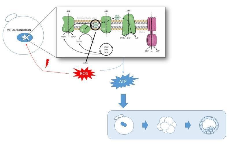 This pathophysiology diagram illustrates the role of mitochondrial function and Coenzyme Q10 (CoQ10) in oocyte development and quality. The visual is divided into a macro-scale pathway and a magnified biochemical view of the inner mitochondrial membrane. The magnified section details the Electron Transport Chain (ETC), showing Complexes I, II, III, and IV, alongside CoQ10 and Cytochrome c. It depicts the conversion of NADH to NAD+ and FADH2 to FAD, the pumping of protons (H+) into the intermembrane space, and the reduction of oxygen to water at Complex IV. ATP synthase is shown utilizing the proton gradient to produce ATP from ADP. The larger diagram links these processes to oocyte health: the production of ATP is depicted as a positive driver for embryonic progression from a zygote to a blastocyst. Conversely, the diagram shows Reactive Oxygen Species (ROS) as a byproduct of the Citric Acid Cycle that causes oxidative damage (indicated by a lightning bolt). CoQ10 is highlighted as a critical regulatory component that both facilitates the ETC and inhibits ROS production, thereby promoting optimal oocyte maturity and developmental potential.