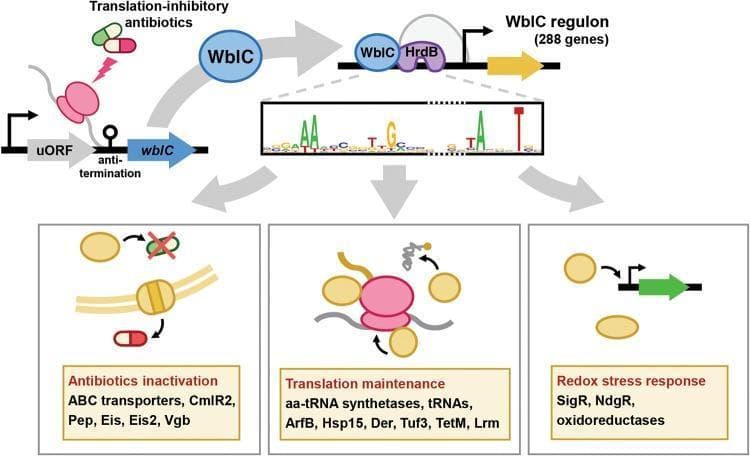 A pathophysiology diagram illustrating the molecular mechanism of WblC-mediated antibiotic resistance in bacteria. The process begins with translation-inhibitory antibiotics (e.g., tetracycline, chloramphenicol) targeting the ribosome, which triggers the induction of the wblC gene via a uORF-mediated anti-termination mechanism. The resulting WblC protein acts as a transcriptional activator by forming a complex with the HrdB sigma factor at target promoter regions containing a conserved GAAAWY motif. This activation controls the 'WblC regulon,' consisting of 288 genes. The diagram categorizes the regulon's downstream effects into three functional groups to counteract antibiotic stress: 1) Antibiotic Inactivation, involving ABC transporters (CmlR2, Pep) and enzymes (Eis, Eis2, Vgb) for efflux or chemical modification; 2) Translation Maintenance, utilizing aminoacyl-tRNA synthetases, tRNAs, and specialized factors (ArfB, Hsp15, Der, Tuf3, TetM, Lrm) to sustain protein synthesis; and 3) Redox Stress Response, mediated by regulators (SigR, NdgR) and oxidoreductases to manage antibiotic-induced cellular damage. This signaling pathway demonstrates how bacterial cells adapt to sub-inhibitory antibiotic concentrations to maintain growth and intrinsic resistance.