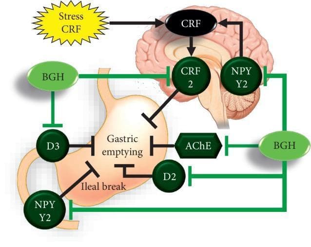 This pathophysiology diagram illustrates the hypothetical mechanism of action for the Kampo medicine bukuryoingohangekobokuto (BGH) on stress-induced gastric dysmotility. The schematic shows a central nervous system component (brain illustration) and a peripheral component (stomach illustration). In the brain, 'Stress CRF' (corticotropin-releasing factor) triggers CRF activity, which activates the CRF2 receptor to inhibit gastric emptying. The diagram highlights how BGH exerts a restorative effect through multi-target antagonism. Key pathways include: 1) Central antagonism of CRF2 and NPY Y2 receptors; 2) Enhancement of gastric emptying via antagonism of the dopamine D2 and D3 receptors; and 3) Inhibition of acetylcholinesterase (AChE), which facilitates acetylcholine-driven gastric motility. The visual uses black arrows to signify activation/stimulation and green T-shaped lines to represent inhibitory or antagonistic effects by BGH. Additional factors such as the 'Ileal break' and peripheral NPY Y2 receptors are shown contributing to the inhibition of gastric emptying, which BGH aims to counter. This educational visual explains the multi-pathway prokinetic properties of BGH in the context of stress-mediated gastrointestinal disorders.