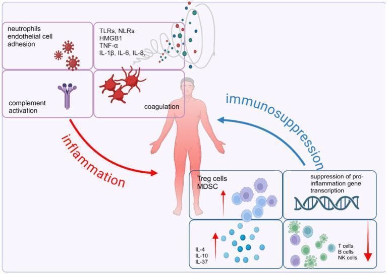 This pathophysiology diagram illustrates the dysregulated host immune response in sepsis, characterized by an imbalance between concurrent pro-inflammatory and anti-inflammatory pathways. Centered on a human figure, the left side (red 'inflammation' arrow) details the acute systemic inflammatory response syndrome (SIRS), featuring neutrophil-endothelial cell adhesion, complement activation, and coagulation cascades. A molecular cloud identifies key mediators including DAMPs/PAMPs (HMGB1, TLRs, NLRs) and pro-inflammatory cytokines (TNF-α, IL-1β, IL-6, IL-8). Conversely, the right side (blue 'immunosuppression' arrow) represents the compensatory anti-inflammatory response syndrome (CARS). This includes the expansion of suppressor cells (Treg cells, MDSCs) and anti-inflammatory cytokines (IL-4, IL-10, IL-37), the suppression of pro-inflammatory gene transcription, and the depletion or exhaustion of effector cells (T cells, B cells, and NK cells). The diagram serves as an educational tool for understanding the complex signaling pathways and cellular interactions that drive multi-organ dysfunction and immune homeostasis failure during septic shock.