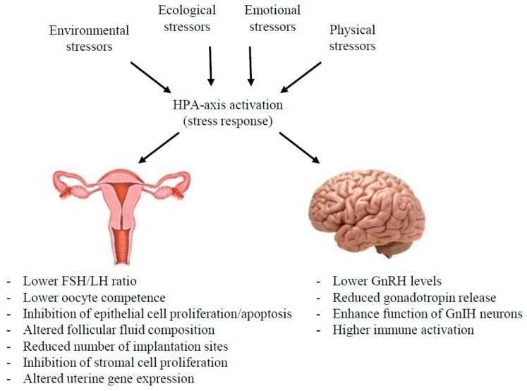 This pathophysiology diagram illustrates the systemic impact of the hypothalamic-pituitary-adrenal (HPA) axis activation on the reproductive system and neuroendocrine function. The flowchart identifies four primary categories of inputs: environmental, ecological, emotional, and physical stressors. These inputs trigger an HPA-axis stress response that negatively influences two anatomical targets: the uterus (female reproductive tract) and the brain. In the uterus, the listed consequences include physiological and cellular disruptions such as a lower FSH/LH ratio, decreased oocyte competence, inhibition of epithelial and stromal cell proliferation, altered follicular fluid composition, and reduced implantation sites. In the brain, the diagram details neuroendocrine alterations including decreased GnRH levels and gonadotropin release, enhanced function of gonadotropin-inhibitory hormone (GnIH) neurons, and elevated immune activation. The diagram highlights the clinical relevance of stress-induced hormonal dysregulation in reproductive health and fertility, emphasizing the interplay between the stress response and the hypothalamic-pituitary-gonadal (HPG) axis.