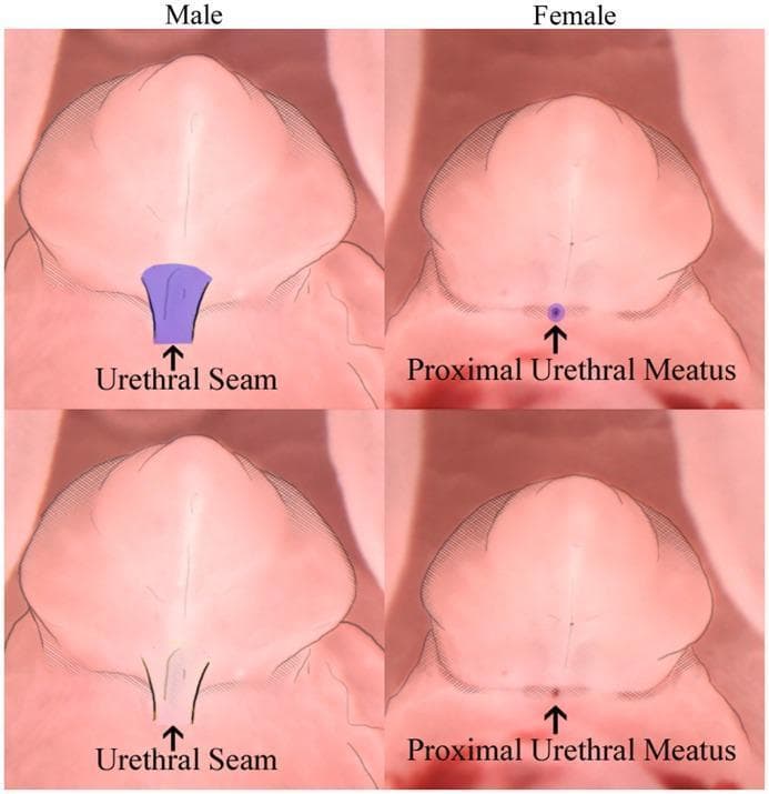 Comparison of sexual dimorphism in the external genitalia of male and female mouse fetuses at Gestational Day (GD) 17.0. The top panel uses purple highlights to emphasize key diagnostic features, while the bottom panel shows the raw photographs with light outlines. In the male (left), the ventral midline at the base of the genital tubercle is characterized by a 'urethral seam' (urethral raphe), appearing as a closed, raised ridge of skin resulting from the canalization and fusion of the urethral tube. In contrast, the female (right) exhibits a 'proximal urethral meatus,' visible as a distinct open dot or small orifice at the base of the clitoris. These features provide a reliable morphological method for sex determination in late-stage fetal mice. Additional differences in preputial swelling and overall tubercle shape (irregular hexagon in males versus a broader-based hexagon in females) are also visible, facilitating classification even when the primary midline structures are partially obscured.