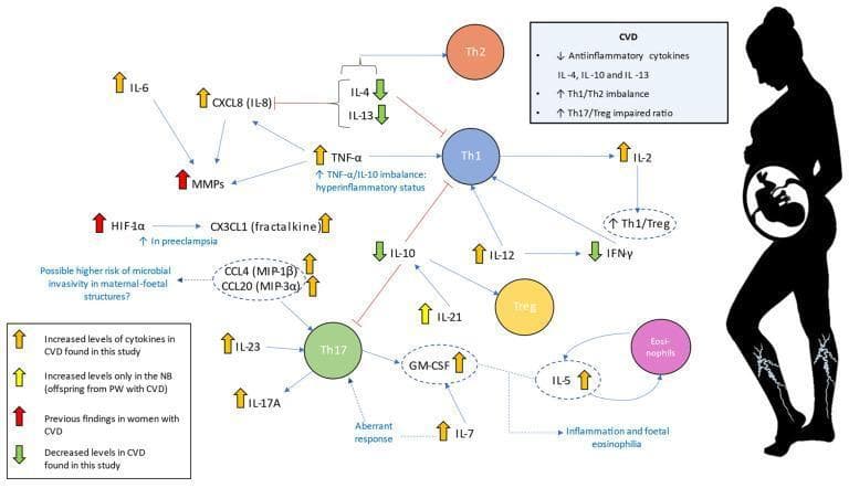 A pathophysiology diagram illustrating the complex cytokine signaling network in pregnant women (PW) with chronic venous disease (CVD) and its impact on the newborn (NB). The diagram features a central map of cytokines (e.g., IL-6, TNF-̑, IL-10, IL-17A, IFN-̳) and immune cells (Th1, Th2, Th17, Treg, Eosinophils) interconnected by stimulatory and inhibitory pathways. Color-coded arrows indicate dysregulation: yellow arrows signify increased levels in CVD (this study), red arrows represent previous CVD findings (HIF-1̑, MMPs), and green arrows denote decreased levels (IL-4, IL-10, IL-13, IFN-̳). Key educational highlights include the Th1/Th2 imbalance, impaired Th17/Treg ratio, and the TNF-̑/IL-10 imbalance leading to a hyperinflammatory state. Clinical annotations link these changes to preeclampsia, maternal-fetal microbial invasivity, and fetal eosinophilia. A silhouette of a pregnant woman with visible venous disease in the legs and a fetus in utero provides anatomical context, emphasizing the maternal-fetal interface's role in future health outcomes.