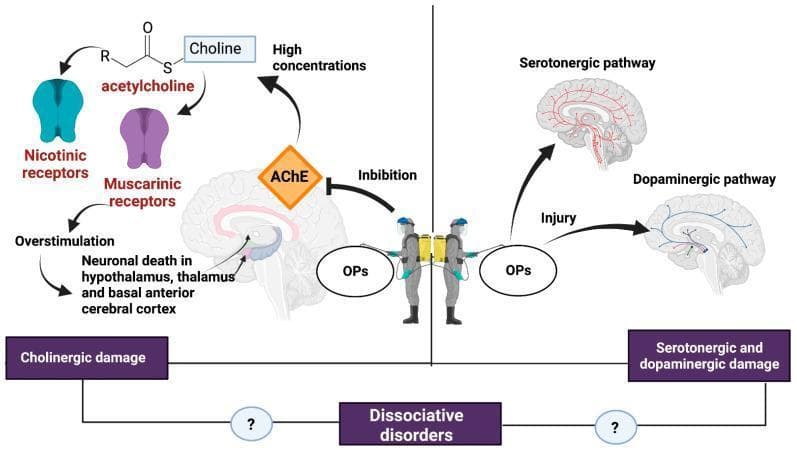 This pathophysiology diagram illustrates the neurotoxic mechanisms of organophosphates (OPs) and their potential link to dissociative disorders. The visual is divided into two primary sections. The left panel depicts the cholinergic damage pathway, showing how OPs inhibit acetylcholinesterase (AChE), the enzyme responsible for breaking down acetylcholine into choline. This inhibition results in high concentrations of acetylcholine, leading to the overstimulation of nicotinic and muscarinic receptors. The downstream consequence is neuronal death within the hypothalamus, thalamus, and basal anterior cerebral cortex. The right panel focuses on non-cholinergic neurotoxicity, where OPs cause direct injury to the serotonergic (red) and dopaminergic (blue) pathways, visualized on a sagittal brain section. Both pathways converge at the bottom of the diagram, suggesting that combined cholinergic, serotonergic, and dopaminergic damage may serve as a pathophysiological substrate for the development of dissociative disorders. The diagram utilizes chemical structures, receptor icons, and anatomical brain maps to synthesize complex biochemical and neurological interactions in the context of pesticide exposure.