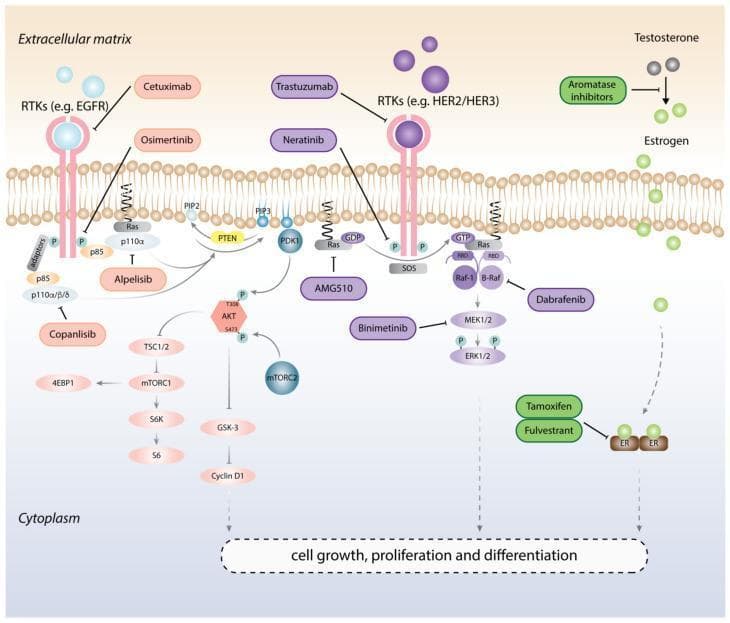 A pathophysiology diagram illustrating intracellular signaling pathways and associated targeted cancer therapies. The diagram is divided into the extracellular matrix, plasma membrane, and cytoplasm. It depicts two primary Receptor Tyrosine Kinase (RTK) pathways: the PI3K/AKT/mTOR pathway and the Ras/Raf/MEK/ERK (MAPK) pathway. Monoclonal antibodies such as Cetuximab and Trastuzumab are shown inhibiting extracellular RTK domains (EGFR, HER2/HER3), while small molecule inhibitors like Osimertinib, Neratinib, and Alpelisib target intracellular kinase domains and downstream effectors. The diagram also includes the hormonal axis, showing Aromatase inhibitors blocking the conversion of Testosterone to Estrogen, and Tamoxifen/Fulvestrant inhibiting Estrogen Receptors (ER). Activation sequences involve phosphorylation ('P'), conversion of PIP2 to PIP3, and GTPase activation of Ras. Key downstream components like TSC1/2, mTORC1, and Cyclin D1 are linked to the final biological outcomes of cell growth, proliferation, and differentiation. T-shaped lines represent pharmacological inhibition, while arrows denote activation pathways.