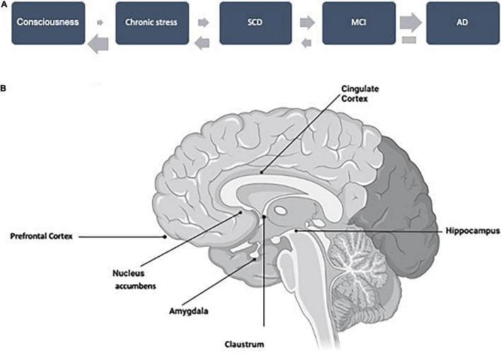 This composite educational graphic details the Alzheimer's Disease (AD) continuum and associated neuroanatomy. Section A presents a flowchart of the AD continuum across five stages: Consciousness, Chronic Stress, Subjective Cognitive Decline (SCD), Mild Cognitive Impairment (MCI), and AD. Thick forward-pointing arrows indicate the progression towards dementia, while thinner reverse arrows suggest potential reversibility in early stages (prior to reaching the AD stage). Section B is a labeled anatomical diagram of a medial sagittal section of the human brain. Key structures highlighted include the Prefrontal Cortex, Cingulate Cortex, Nucleus Accumbens, Amygdala, Claustrum, and Hippocampus. The diagram illustrates the spatial relationship between these cortical and subcortical regions involved in emotion, consciousness, and memory, emphasizing their role in the pathophysiological progression from early cognitive symptoms to clinically diagnosed Alzheimer's Disease. This resource serves to visualize the transition from emotional and behavioral changes to cognitive decline and irreversible neurodegeneration.