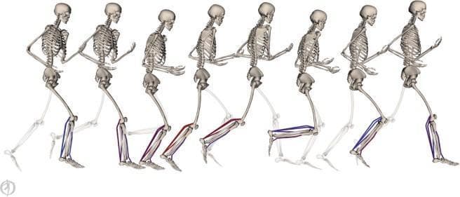 This musculoskeletal simulation diagram illustrates a sequence of a human skeletal model in various stages of a running gait cycle. The image provides a visual progression of lower body kinematics, transitioning through foot contact, stance, and swing phases. Key anatomical focus is placed on the plantar flexor muscles of the lower leg, specifically the medial gastrocnemius, lateral gastrocnemius, and soleus. Muscle excitations, derived from processed electromyography (EMG) data, are visually represented using a color gradient overlay on the muscle-tendon units: blue indicates low levels of excitation, while red signifies high excitation. The skeletal poses are prescribed by joint angles estimated from motion capture data, demonstrating dynamic changes in knee flexion, ankle dorsiflexion, and plantarflexion throughout the gait. Faint skeletal silhouettes provide a path of motion reference, highlighting the biomechanical relationship between muscle activation and skeletal movement during running. This visualization is used in sports medicine and kinesiopathology to analyze muscle-tendon mechanics and force generation ability.