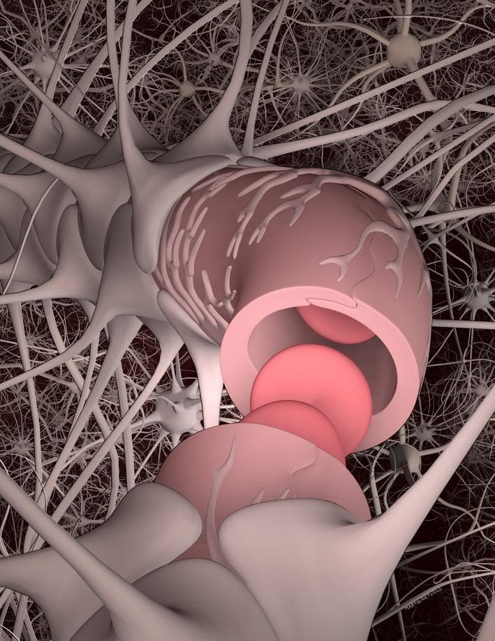 An anatomical diagram illustrating the components of the neurovascular unit (NVU) within the central nervous system. The central focus is a brain capillary formed by brain microvascular endothelial cells (BMECs), shown as a pink cylindrical structure with red blood cells visible in the lumen. Branching pericytes are depicted adhering to the abluminal surface of the capillary. The vessel is almost entirely enveloped by astrocyte end-feet, represented as light-colored, broad expansions from star-shaped glial cells. In the background, a dense network of neuronal processes and other glial cells represents the brain parenchyma and extracellular matrix. This illustration highlights the structural relationship between the vascular system and the neural environment, demonstrating the basis of the blood-brain barrier (BBB) and the cooperative regulation of brain homeostasis through cellular interactions between neurons, astrocytes, pericytes, and endothelial cells.