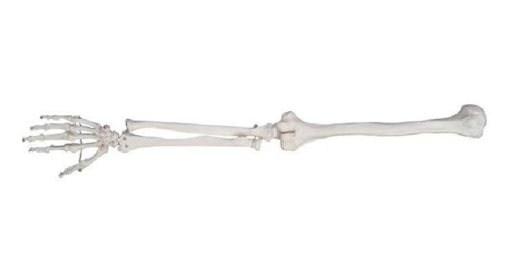 This anatomical diagram displays the skeletal structure of the human upper limb, positioned horizontally from proximal to distal (right to left). The image captures the three main segments: the upper arm, the forearm, and the hand. Key structures include the humerus (upper arm bone), which articulates proximally with the shoulder and distally at the elbow joint with the radius and ulna. The forearm is shown with the radius and ulna running parallel, demonstrating their relationship in a supinated or neutral position. The distal forearm articulates with the carpus (wrist), composed of eight small carpal bones. Moving further distally, the image illustrates the metacarpals forming the palm and the phalanges (proximal, middle, and distal) forming the digits. The thumb is clearly visible with its two phalanges, while the other four fingers each contain three. This visualization serves as a foundational educational tool for identifying skeletal landmarks, joint articulations, and the proportional relationships within the human appendicular skeleton.