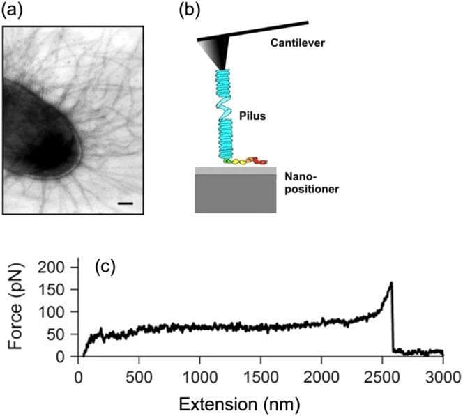 This composite educational graphic illustrates the mechanobiological properties of uropathogenic Escherichia coli (UPEC) pili. Panel (a) is an electron micrograph showing the dense, filamentous distribution of type 1 pili radiating from the bacterial cell surface, characterized by a 'hairy' morphology. Panel (b) presents a schematic diagram of an Atomic Force Microscopy (AFM) experimental setup, depicting an AFM cantilever tip interacting with a helical pilus filament anchored to a nano-positioner. Panel (c) is a force-extension curve (plot) quantified in piconewtons (pN) and nanometers (nm). The curve displays a characteristic force plateau at approximately 60 pN, representing the mechanical unwinding of pilus subunits. This plateau is maintained from roughly 200 nm to 2500 nm of extension, followed by a sharp force spike and sudden drop-off, signifying filament rupture or detachment. This data demonstrates how bacterial adhesive appendages absorb shear forces to maintain attachment during urinary tract infections.