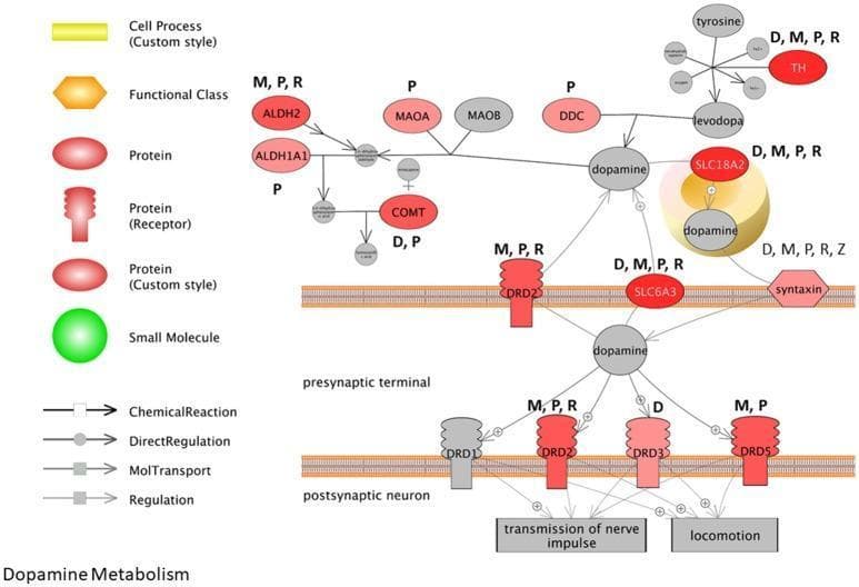 This pathophysiology diagram illustrates the dopamine metabolism and signaling pathway at the synapse, specifically highlighting the impact of Parkinson's disease-associated pesticides. The visual maps interactions between five pesticides—Maneb (M), Paraquat (P), Rotenone (R), Dieldrin (D), and Ziram (Z)—and key proteins. Within the presynaptic terminal, it depicts dopamine synthesis from Tyrosine via Tyrosine Hydroxylase (TH) and Dopa Decarboxylase (DDC), and its sequestration into vesicles by SLC18A2 (VMAT2). The diagram also shows metabolic degradation by MAOA, ALDH2, and COMT. Synaptic transmission is shown through dopamine release into the cleft, regulated by Syntaxin and reuptake via the dopamine transporter SLC6A3 (DAT). Postsynaptically, dopamine interacts with receptors DRD1, DRD2, DRD3, and DRD5 to influence nerve impulses and locomotion. The genes and receptors are color-coded in red; the intensity of the red indicates the frequency of association with the investigated pesticides, demonstrating how environmental neurotoxins disrupt dopaminergic neurotransmission.