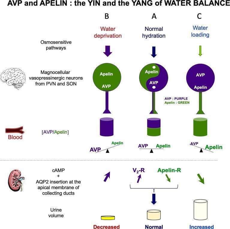 This pathophysiology diagram titled 'AVP and APELIN : the YIN and the YANG of WATER BALANCE' illustrates the neuroendocrine regulation of renal water excretion across three hydration states: Normal hydration (A), Water deprivation (B), and Water loading (C). The diagram tracks the relationship between Arginine Vasopressin (AVP, purple) and Apelin (green) within magnocellular neurons of the PVN and SON, their relative concentrations in the blood, and their physiological effects on the kidney. In Panel A, balanced levels of AVP and Apelin result in normal urine volume. In Panel B (Water deprivation), increased systemic AVP and decreased Apelin stimulate V2 receptors (V2-R), promoting cAMP-mediated Aquaporin-2 (AQP2) insertion at the apical membrane of collecting ducts, leading to decreased urine volume. In Panel C (Water loading), high systemic Apelin levels and low AVP levels antagonize this pathway via Apelin receptors (Apelin-R), resulting in increased aqueous diuresis. The 'yin-yang' motif represents the reciprocal storage and release mechanisms of these two peptides in response to osmosensitive pathways, visually summarized by balance scales showing the dominant circulating peptide for each condition.