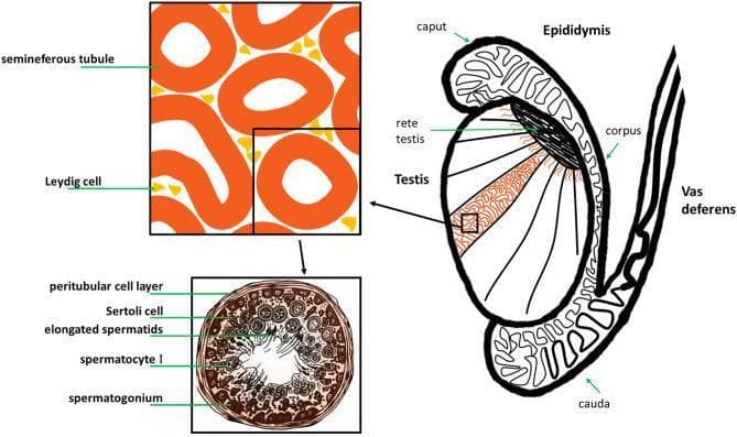 This medical illustration depicts the gross anatomy and histology of the human male reproductive system, specifically the testis and its associated ducts. The main diagram shows a sagittal-like section of the testis, highlighting internal lobules containing seminiferous tubules that converge at the rete testis. The epididymis is shown as a coiled ductal system attached to the posterior testis, divided into the caput (head), corpus (body), and cauda (tail), which then continues as the vas deferens. A magnified histological inset focuses on the interstitial space, showing Leydig cells clustered between cross-sections of seminiferous tubules. A second, high-magnification cross-section of a single seminiferous tubule illustrates the stages of spermatogenesis. Labeled structures include the peritubular cell layer (basal lamina), Sertoli cells for structural support, and germ cells in various stages of maturation: spermatogonia at the periphery, followed by spermatocytes I, and elongated spermatids positioned near the central lumen. This diagram serves as an educational tool for understanding the relationship between macroscopic anatomy and microscopic gametogenesis.