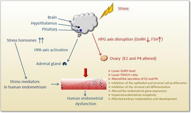 This medical pathophysiology diagram illustrates the systemic impact of stress on the female reproductive system, specifically focusing on the hypothalamic-pituitary-gonadal (HPG) and hypothalamic-pituitary-adrenal (HPA) axes and their effects on the human endometrium. The schematic shows 'Stress' triggering the brain (Hypothalamus and Pituitary), leading to HPA axis activation and adrenal gland involvement, which increases circulating stress hormones. Concurrently, HPG axis disruption occurs, characterized by decreased GnRH and increased FSH levels. These systemic changes affect the ovary, altering estradiol (E2) and progesterone (P4) secretion. The convergence of stress hormones and altered ovarian steroids leads to human endometrial dysfunction. Visible manifestations of this dysfunction include lower GnRH levels, a lower FSH/LH ratio, inhibited epithelial and stromal cell proliferation and differentiation, altered gene expression, and impaired endometrial receptivity. The diagram emphasizes how these stress-induced mechanisms collectively impair embryo implantation and development, highlighting the clinical link between psychological stress and female infertility or reproductive failure.