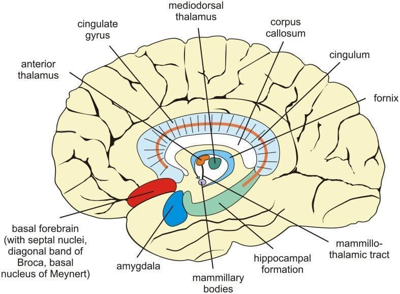This anatomical diagram presents a mid-sagittal section of the human brain, specifically highlighting the structures of the limbic system and diencephalon involved in memory processing. Key anatomical landmarks include the C-shaped corpus callosum and the overlying cingulate gyrus. Below these, the fornix and cingulum are illustrated as major white matter tracts. Central structures are color-coded for clarity: the anterior and mediodorsal nuclei of the thalamus are depicted in orange and green respectively, while the mammillary bodies are shown at the terminus of the mammillothalamic tract. In the temporal region, the amygdala (red) and the hippocampal formation (teal) are highlighted to demonstrate their spatial orientation, with the amygdala positioned anterior and superior to the hippocampus. Other indicated regions include the basal forebrain, encompassing the septal nuclei and basal nucleus of Meynert. This visual is designed for medical education to illustrate the neuroanatomical circuits essential for episodic-autobiographical memory encoding and long-term storage.
